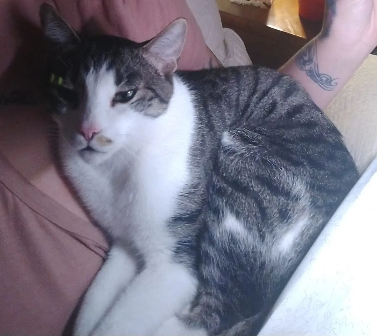 Lost cat in Surprise, AZ, 85379