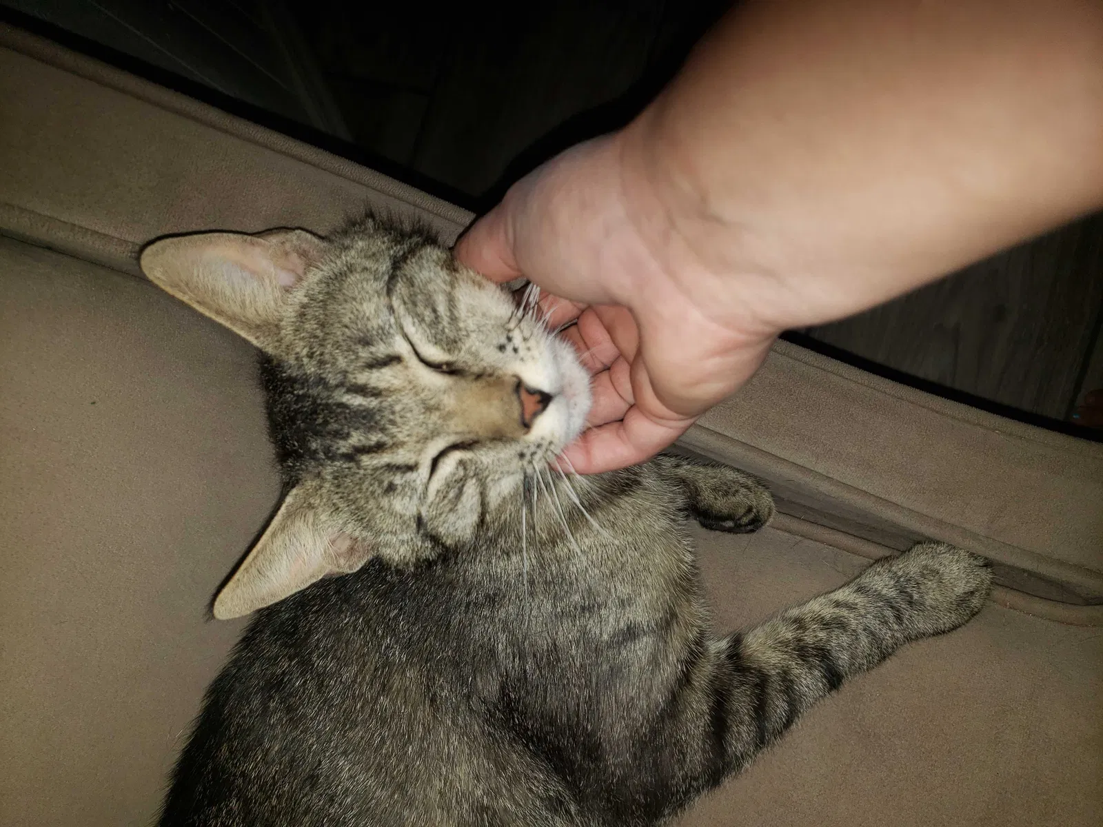 Lost cat in Vail, AZ, 85641