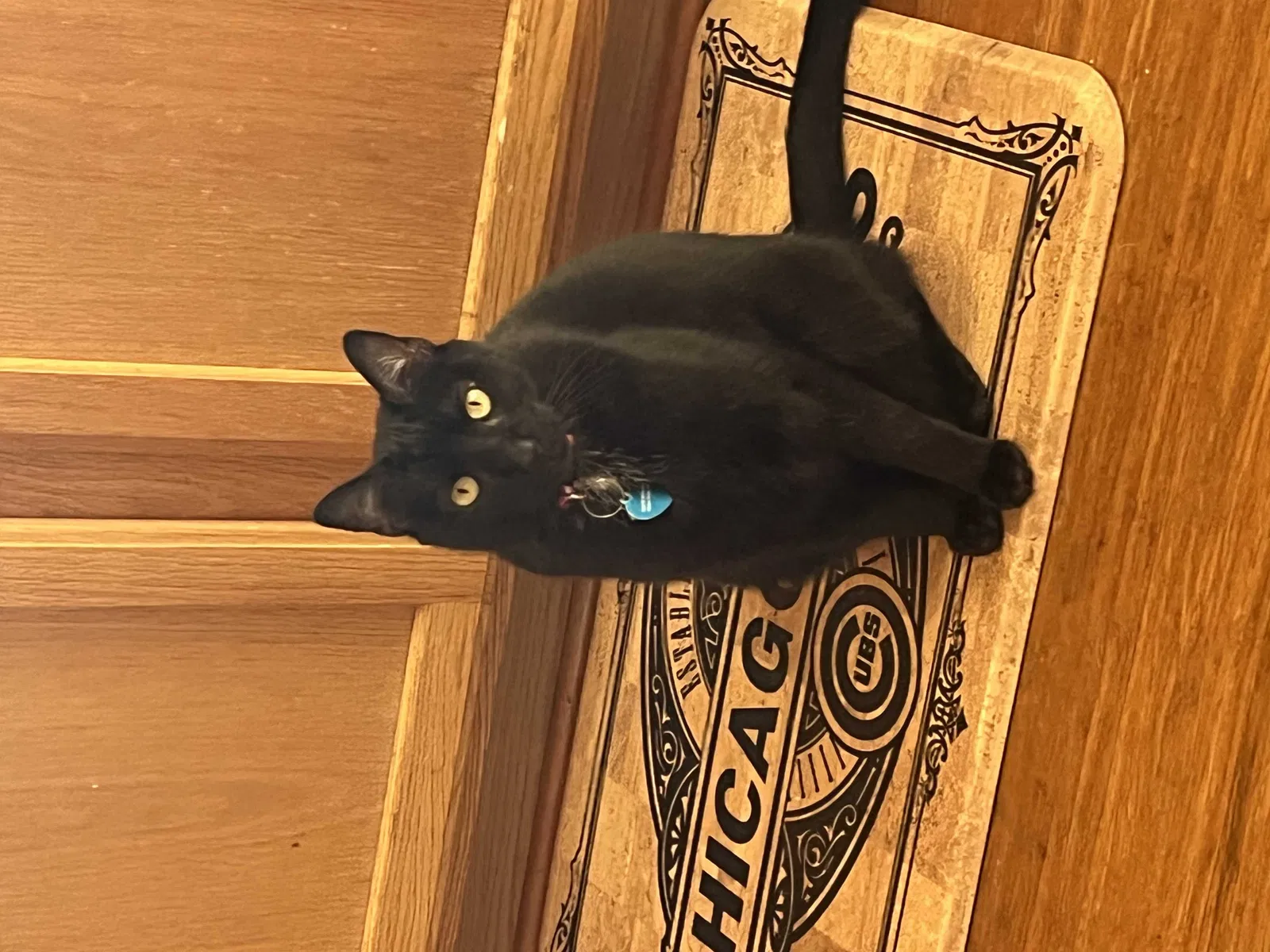 Lost cat in Crown Point, IN, 46307