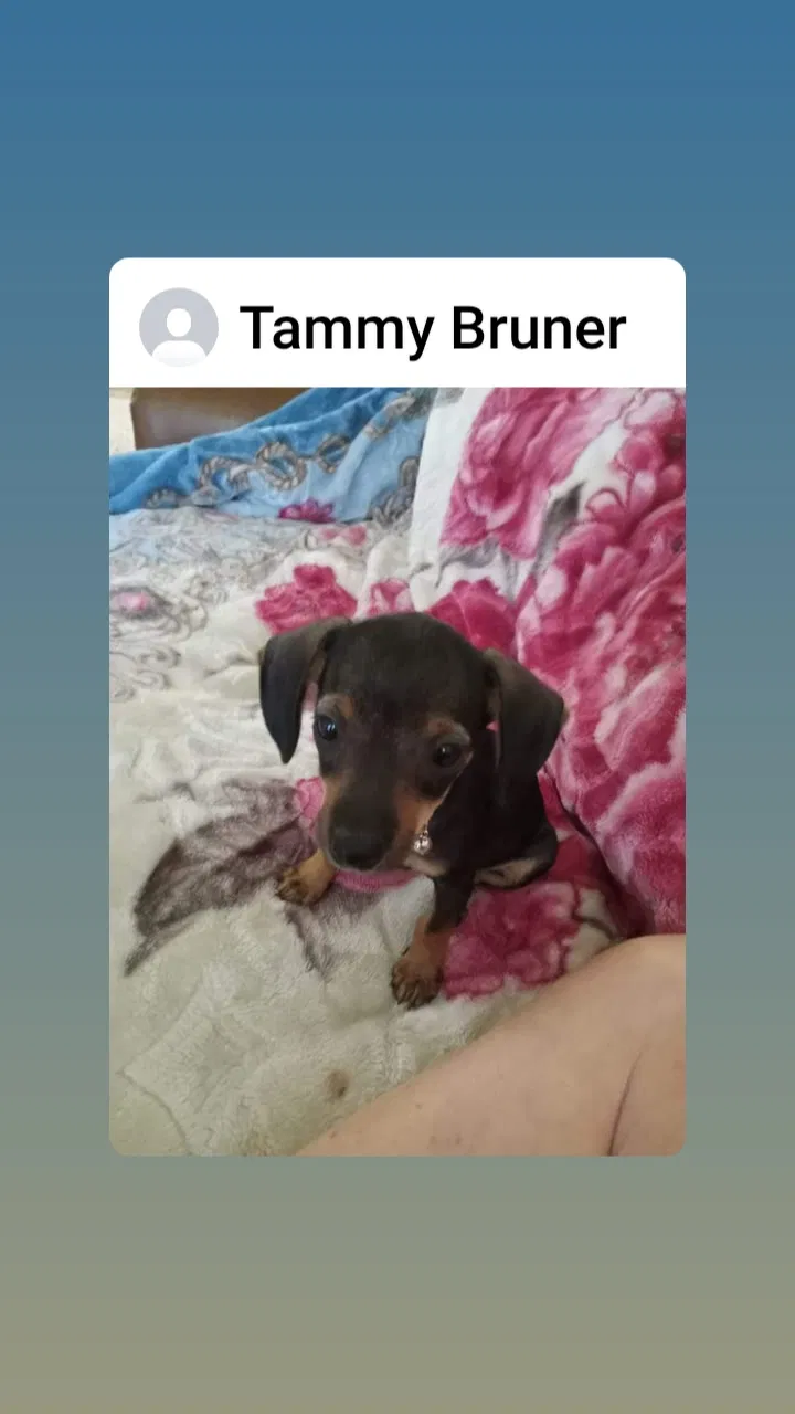 Lost dog in Tulsa, OK, 74127
