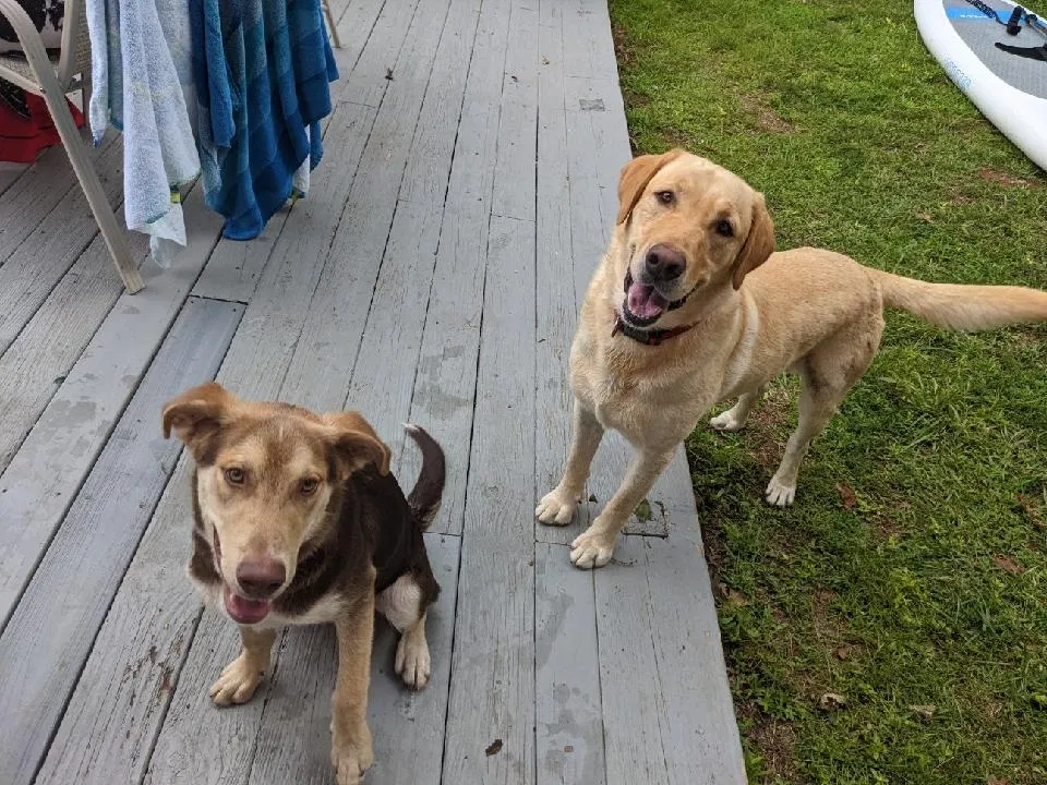 Found dog in Littleton, NC, 27850