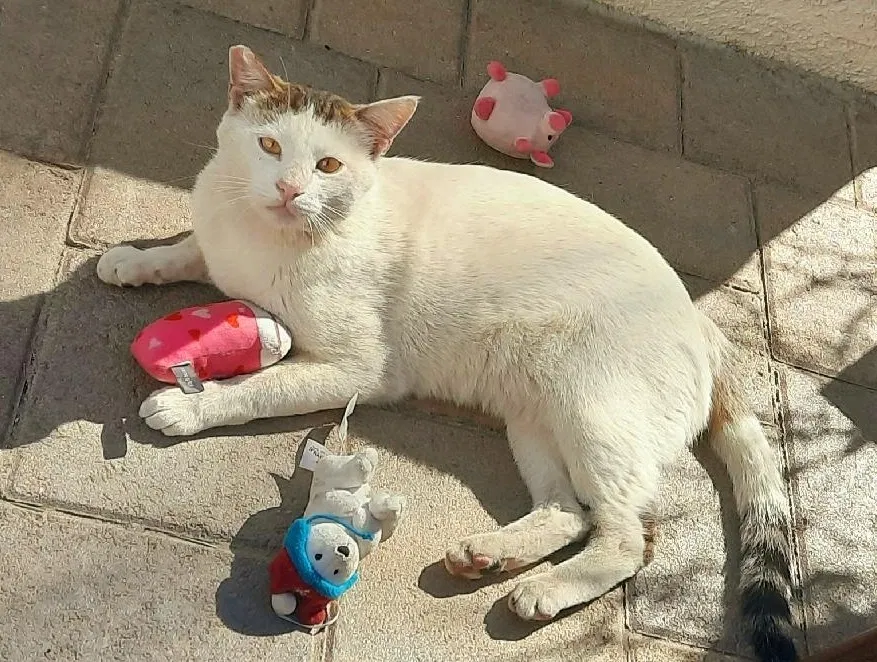 Lost cat in Riverside, CA, 92508