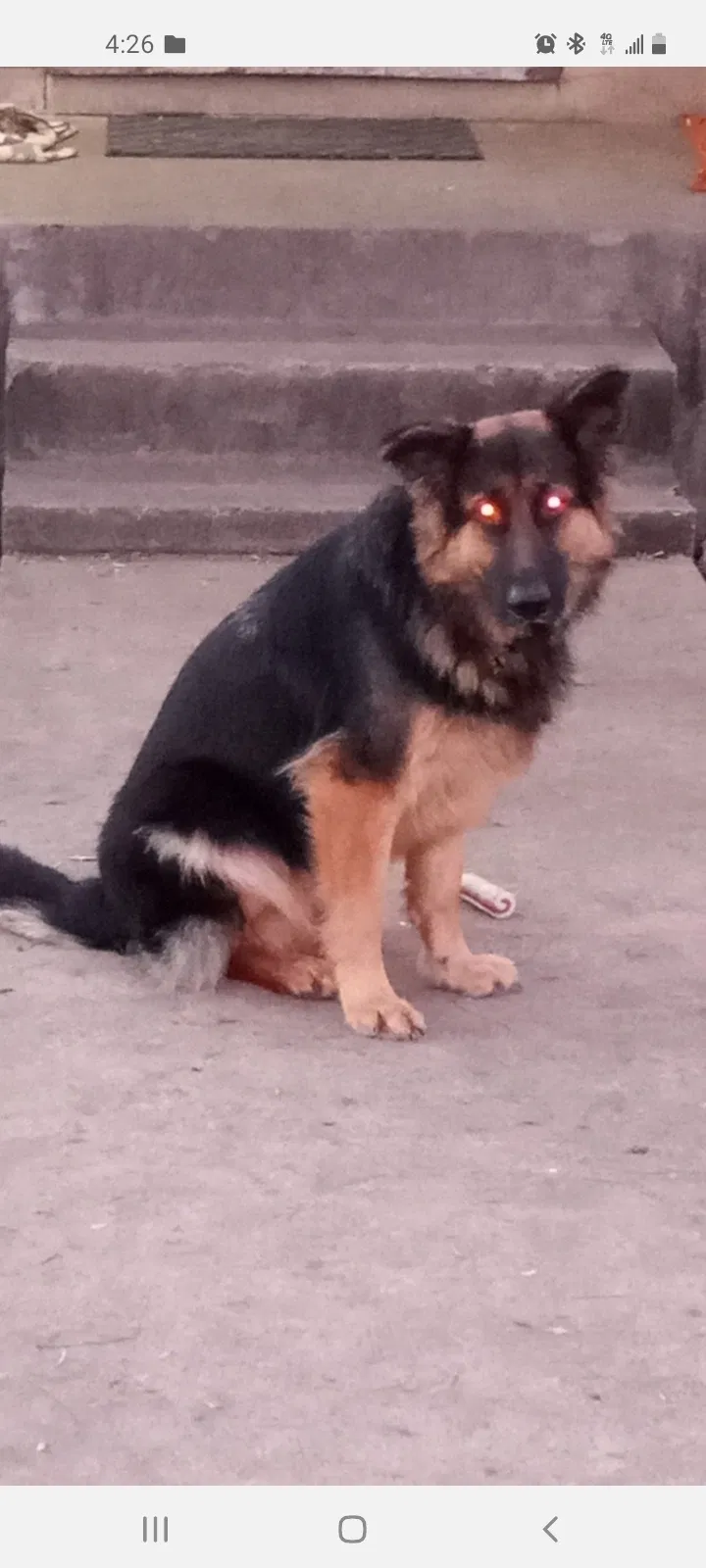 Lost dog in Corpus Christi, TX, 78416