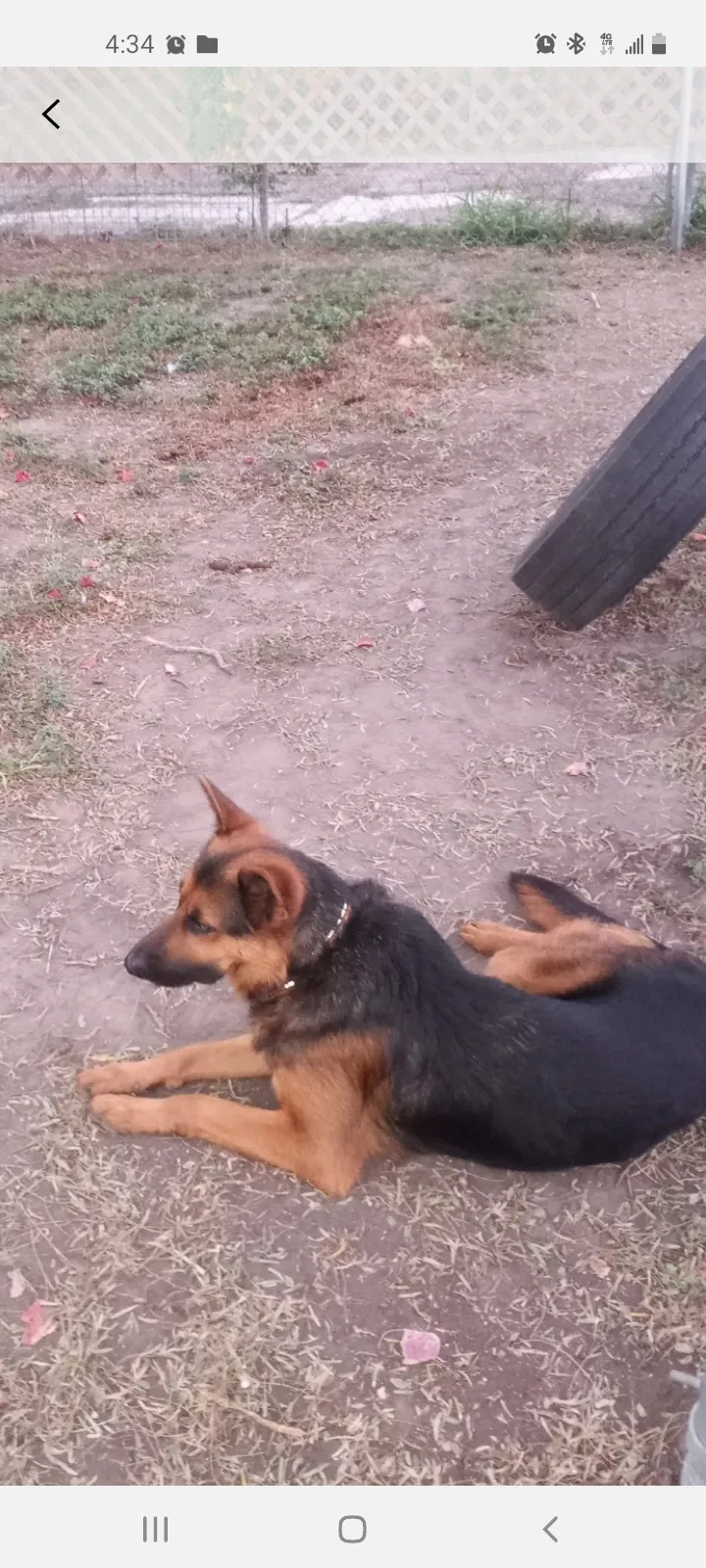 Lost dog in Corpus Christi, TX, 78416