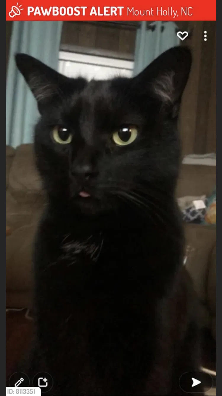 Lost cat in Mount Holly, NC, 28120