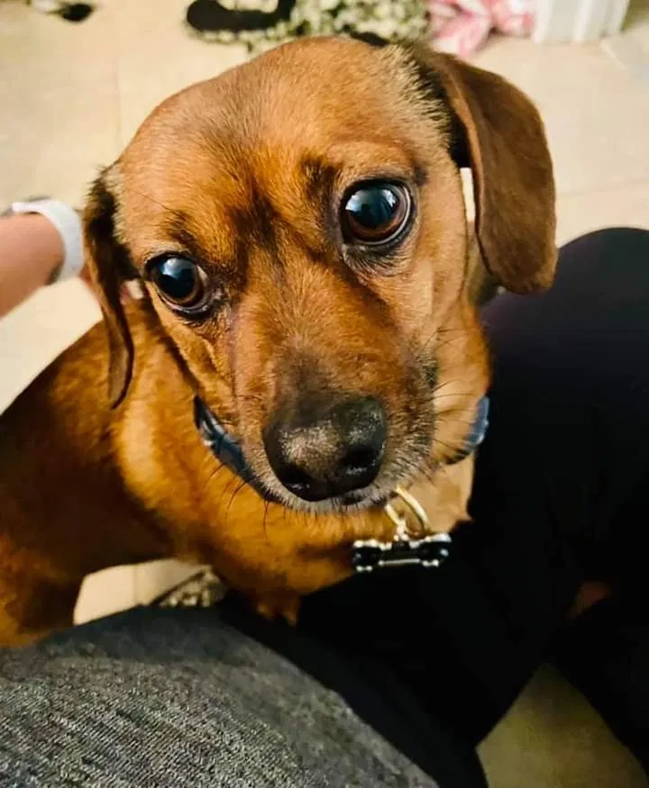 Lost dog in Pompano Beach, FL, 33063