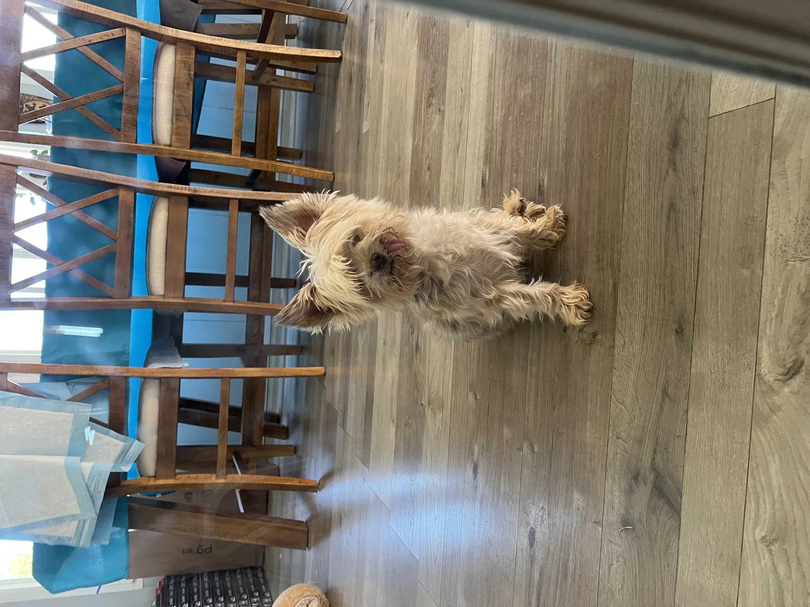 Lost dog in Fort Worth, TX, 76116