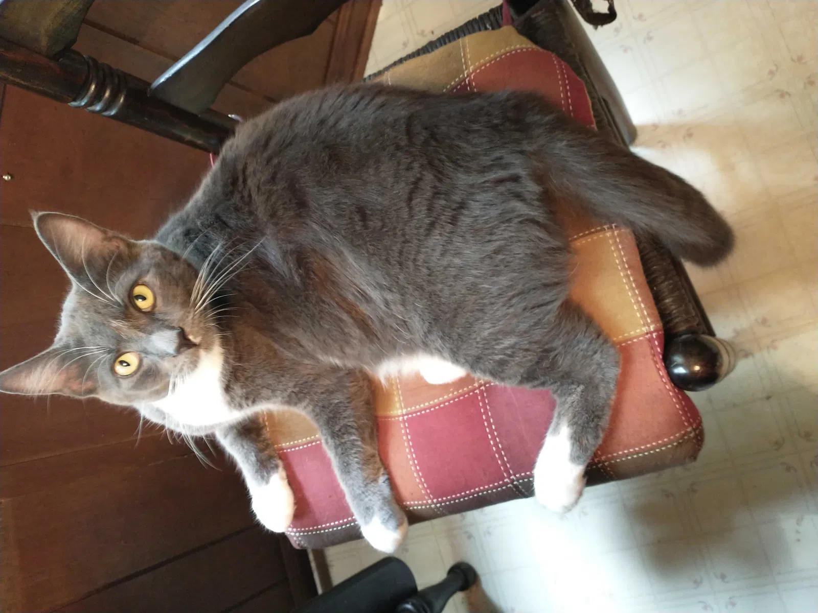 Lost cat in Denton, NC, 27239