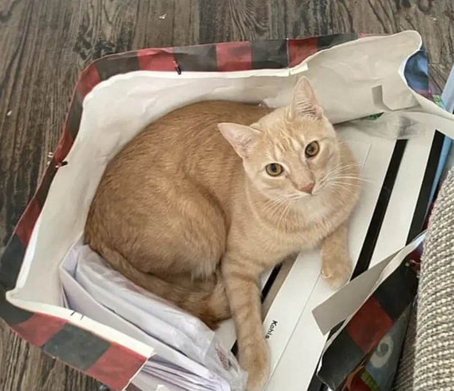 Lost cat in Colleyville, TX, 76034