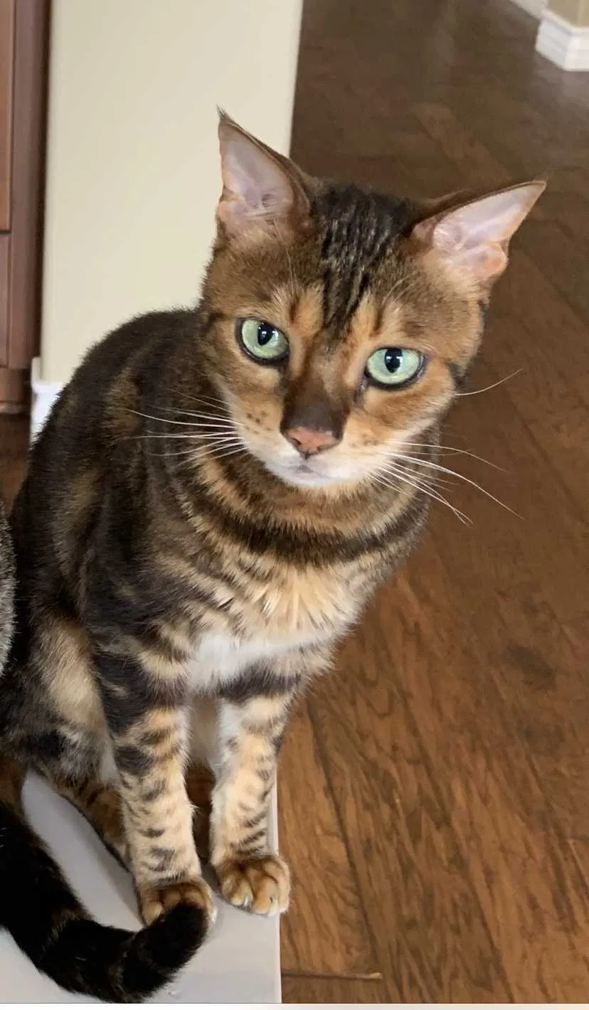Lost cat in San Marcos, CA, 92078