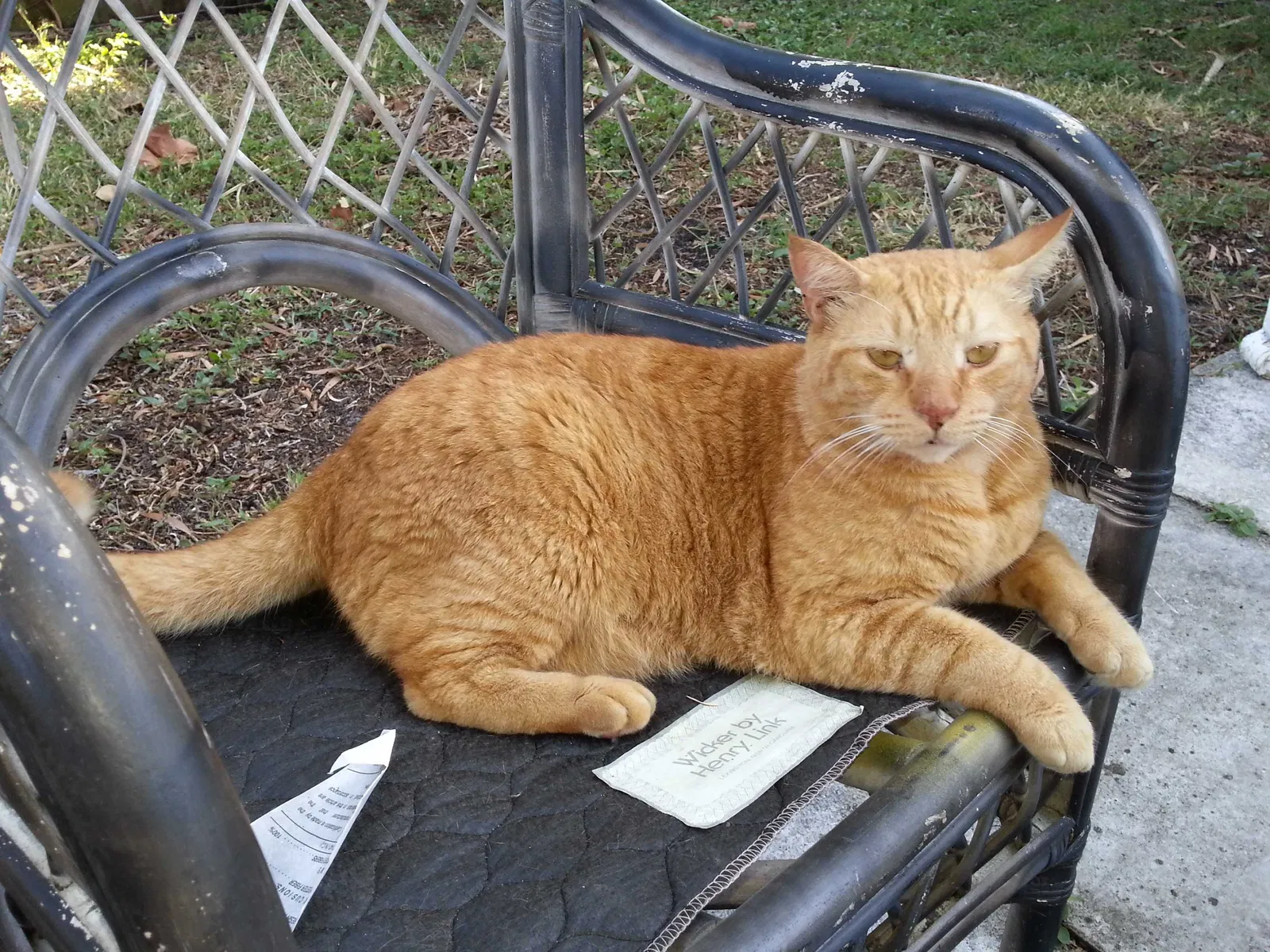 Lost cat in Palm Beach Gardens, FL, 33418