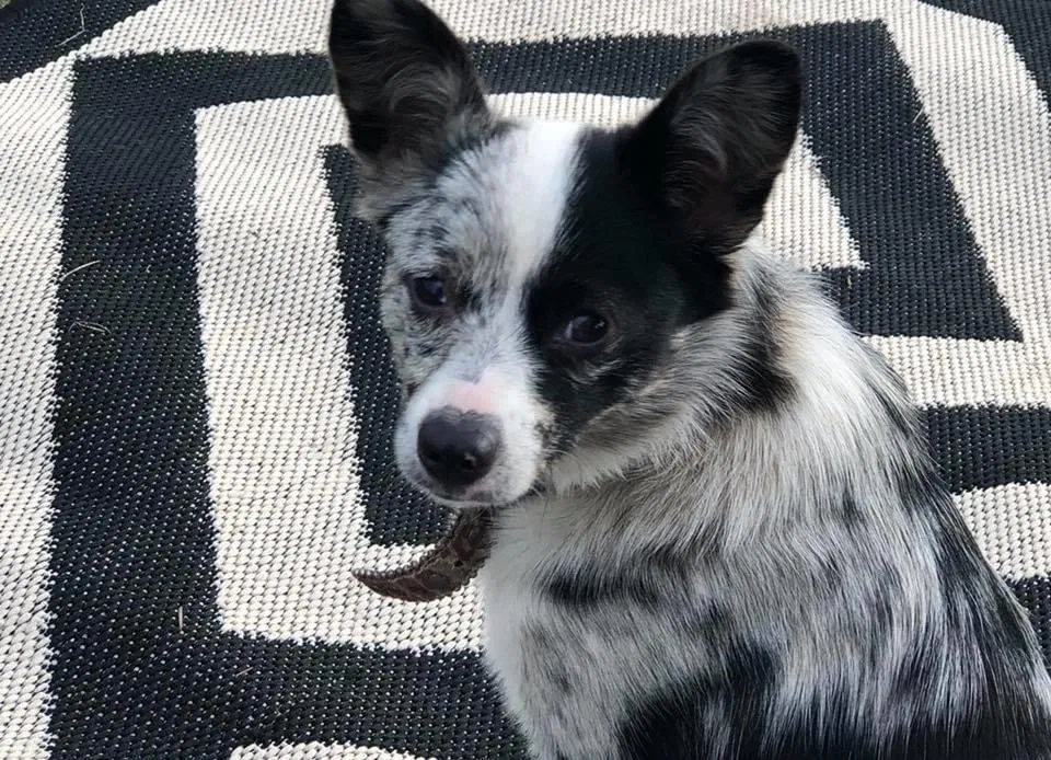 Lost dog in Lebanon, TN, 37090