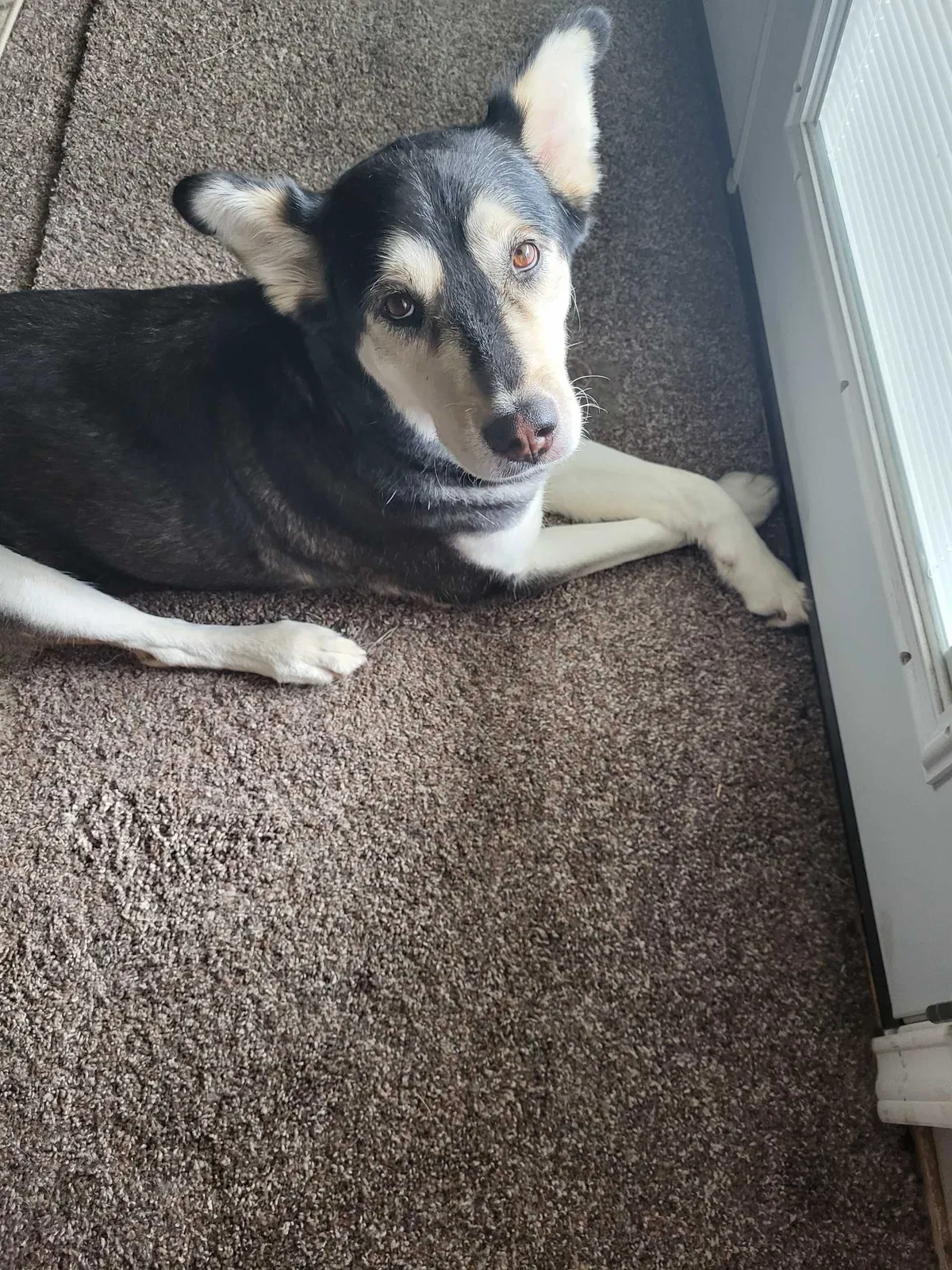 Lost dog in Amarillo, TX, 79121