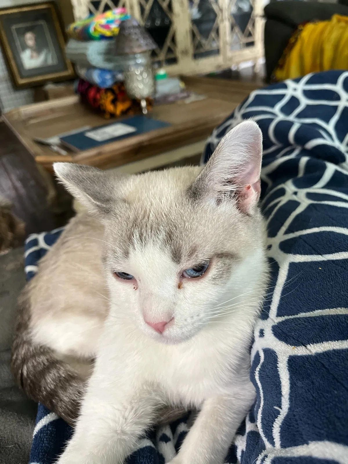 Lost cat in Denison, TX, 75021