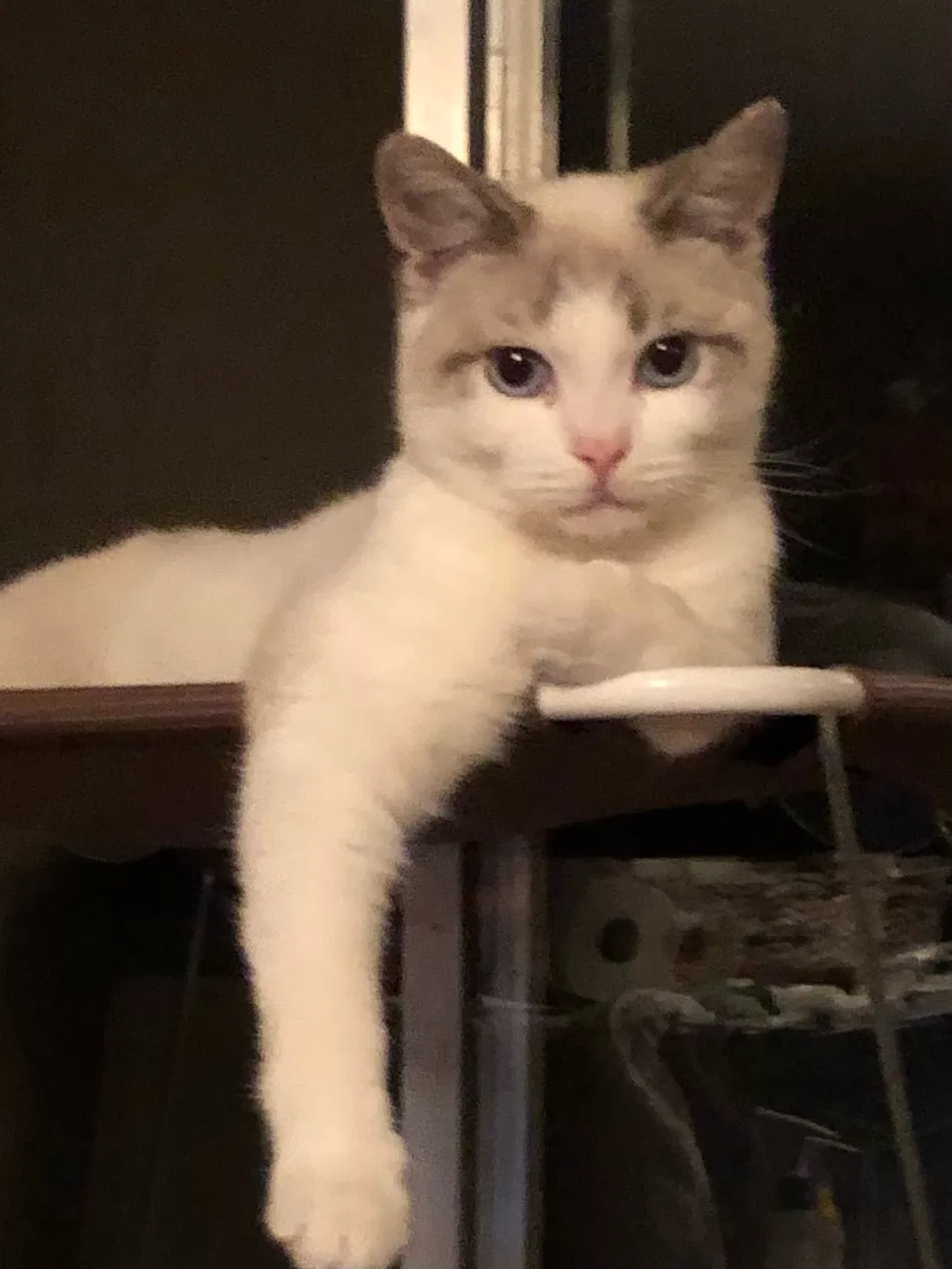Lost cat in Denison, TX, 75021