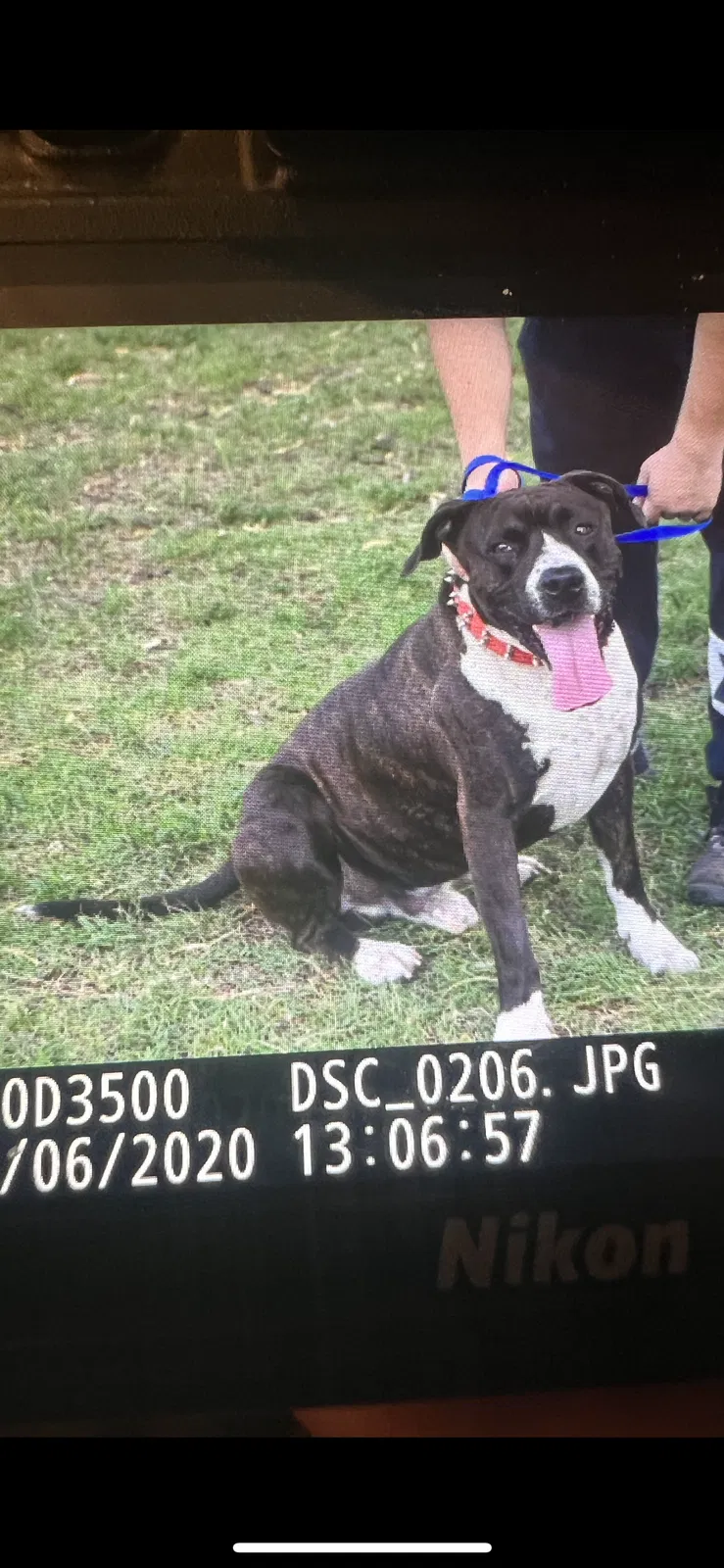 Lost dog in El Paso, TX, 79924