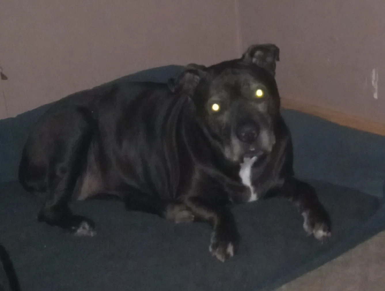 Lost dog in Edgewater, FL, 32141