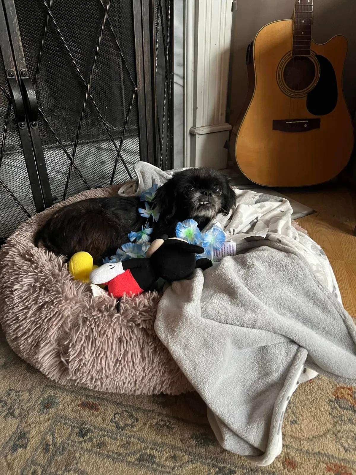 Lost dog in La Vergne, TN, 37086
