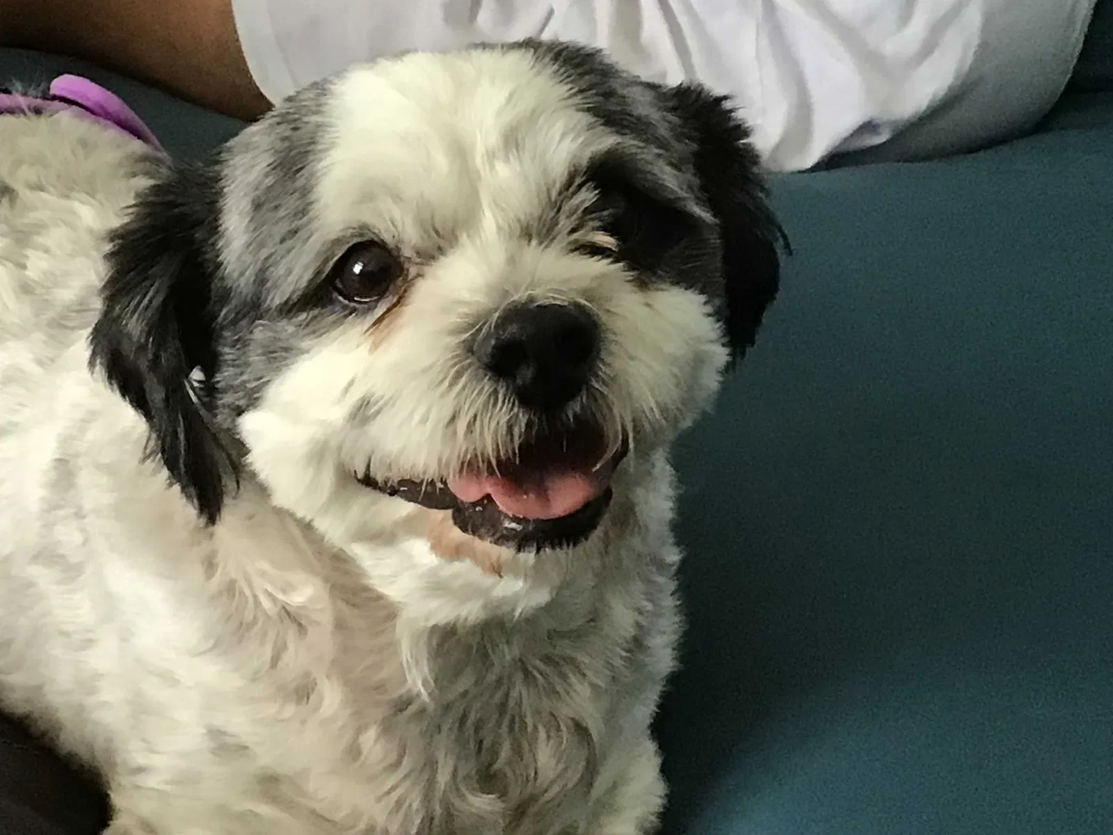 Lost dog in El Paso, TX, 79928