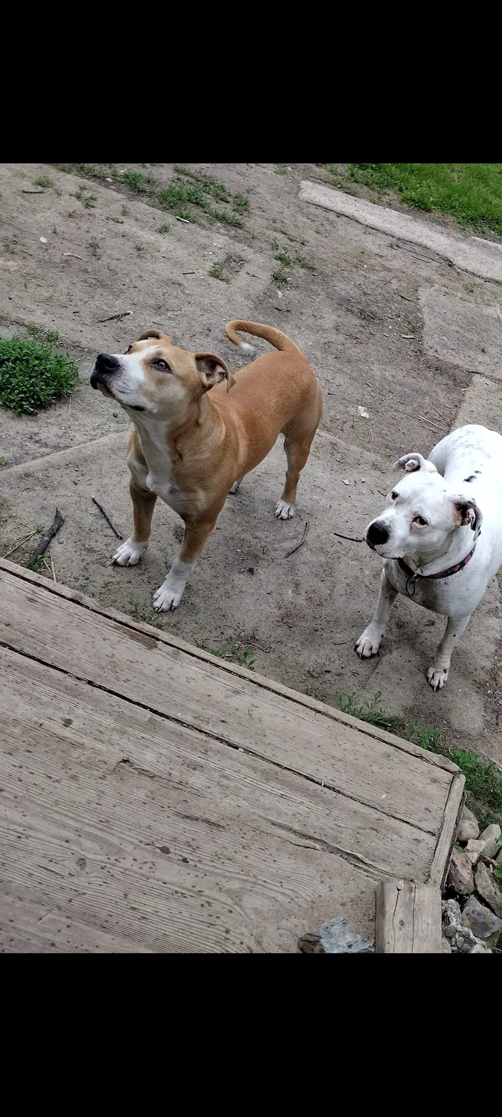 Lost dog in Ionia, MI, 48846