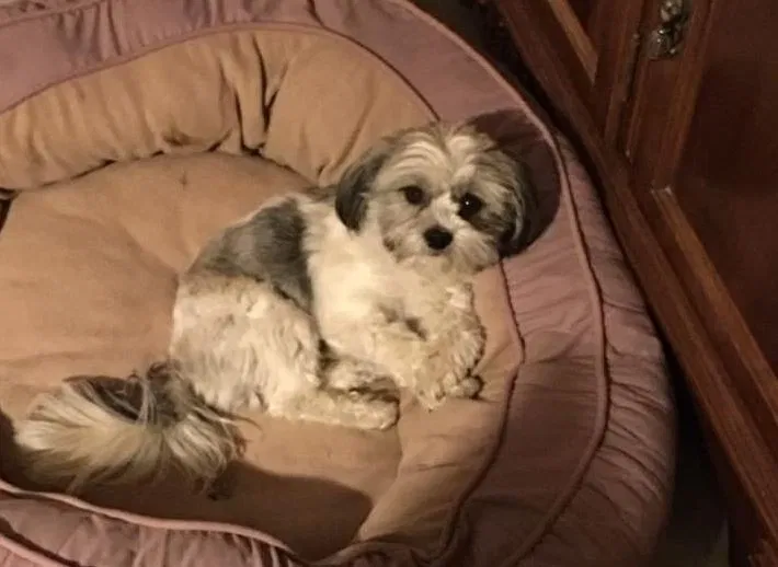 Lost dog in El Paso, TX, 79928