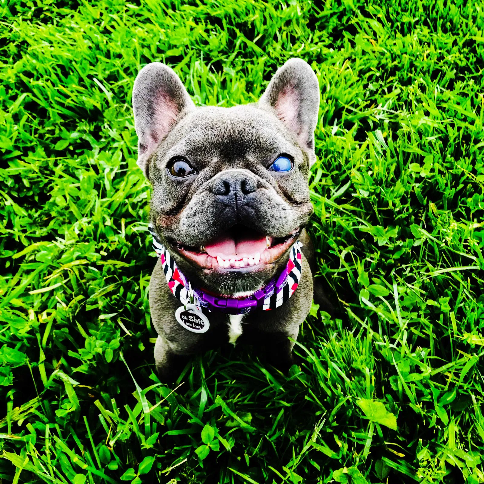 Lost dog in Tucson, AZ, 85746