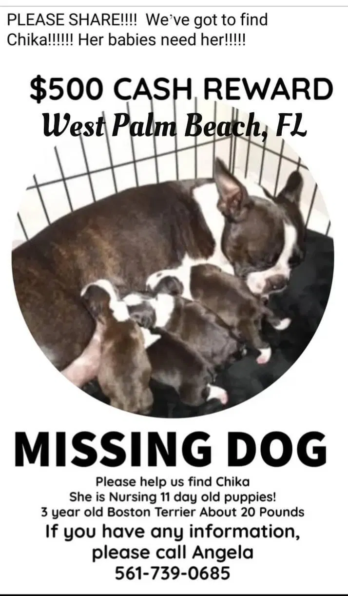 Lost dog in West Palm Beach, FL, 33407