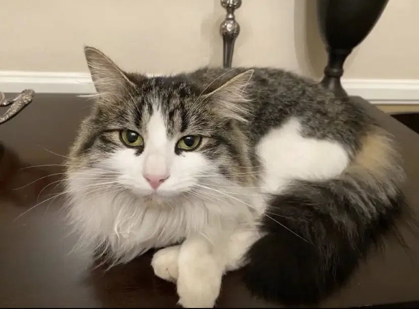 Lost cat in Pasadena, CA, 91104