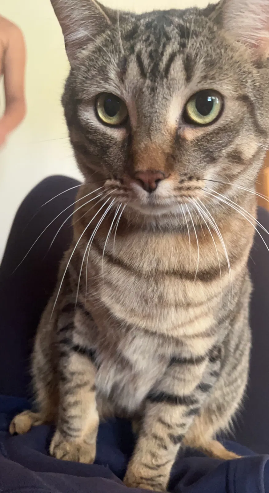 Lost cat in Minneapolis, MN, 55432