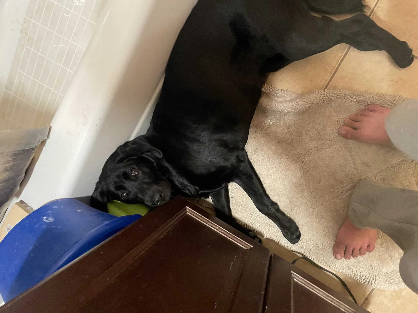 Lost dog in Westminster, CA, 92683