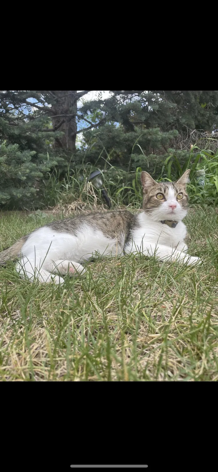 Found cat in Colorado Springs, CO, 80910