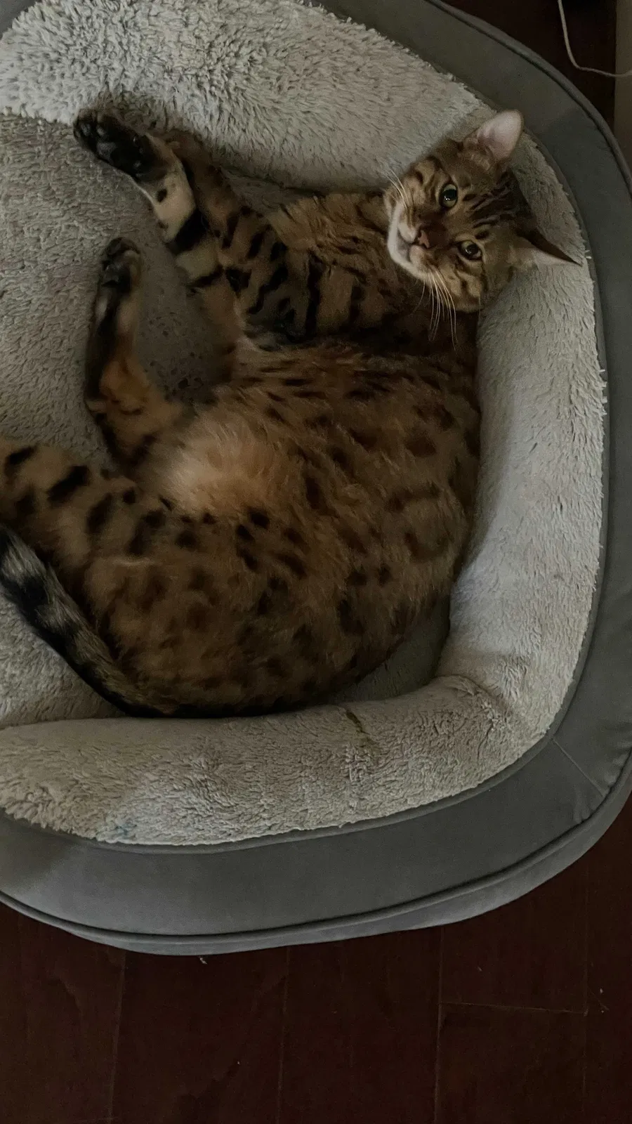 Lost cat in League City, TX, 77573