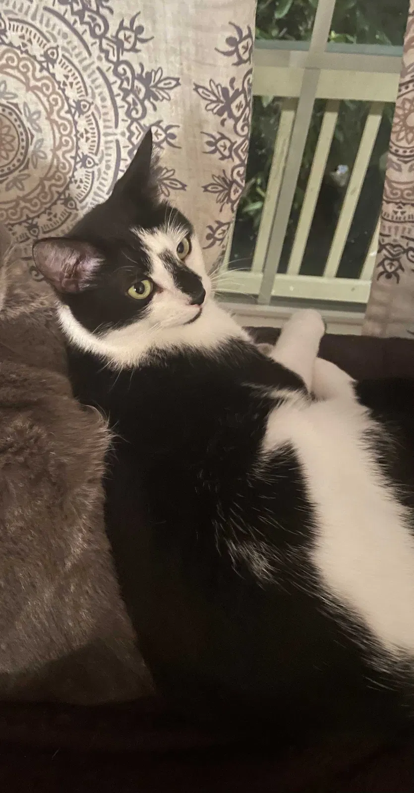 Lost cat in Vancouver, WA, 98662