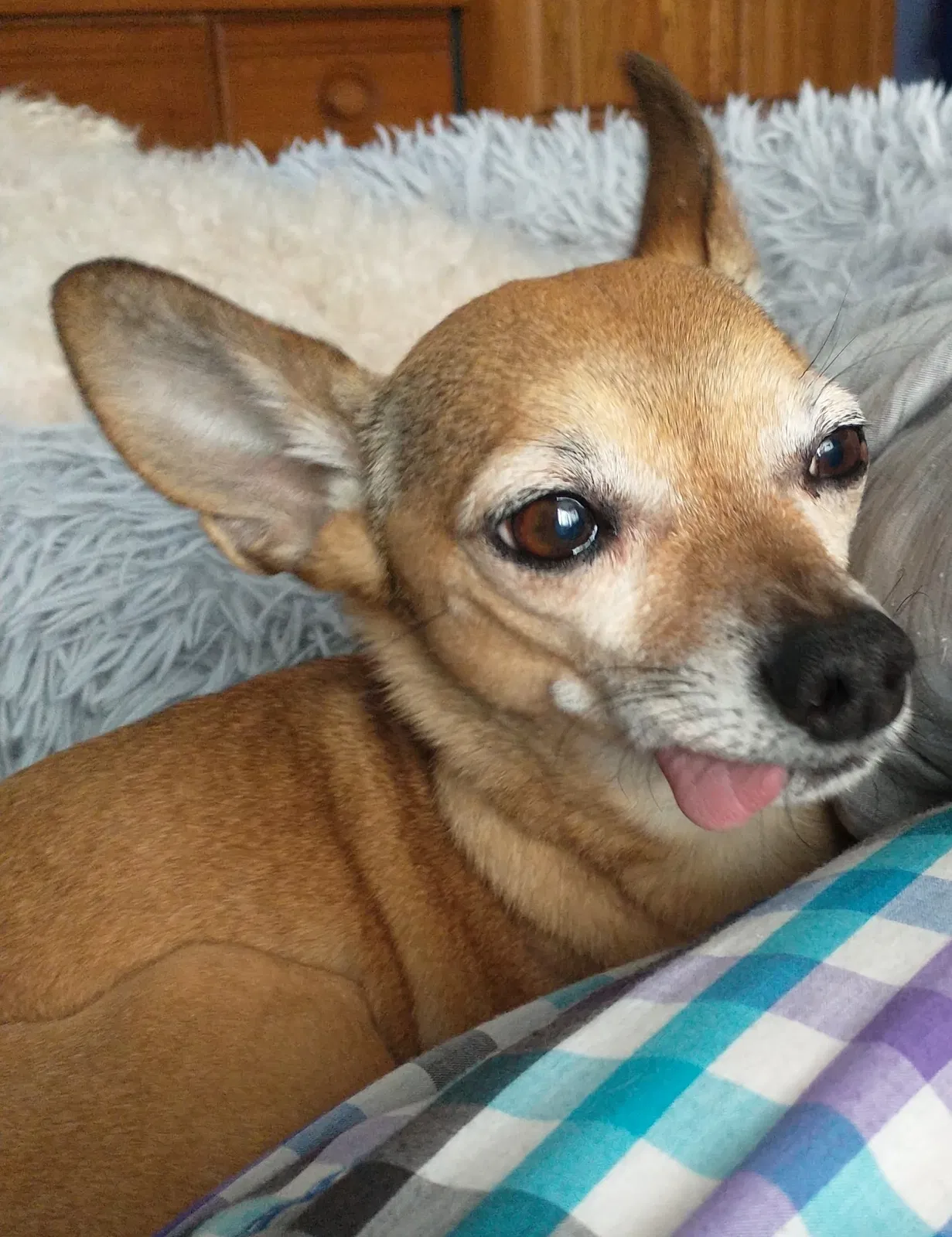 Lost dog in Denver, CO, 80218
