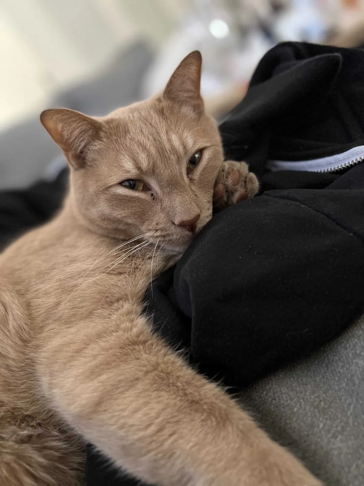 Lost cat in Las Vegas, NV, 89144