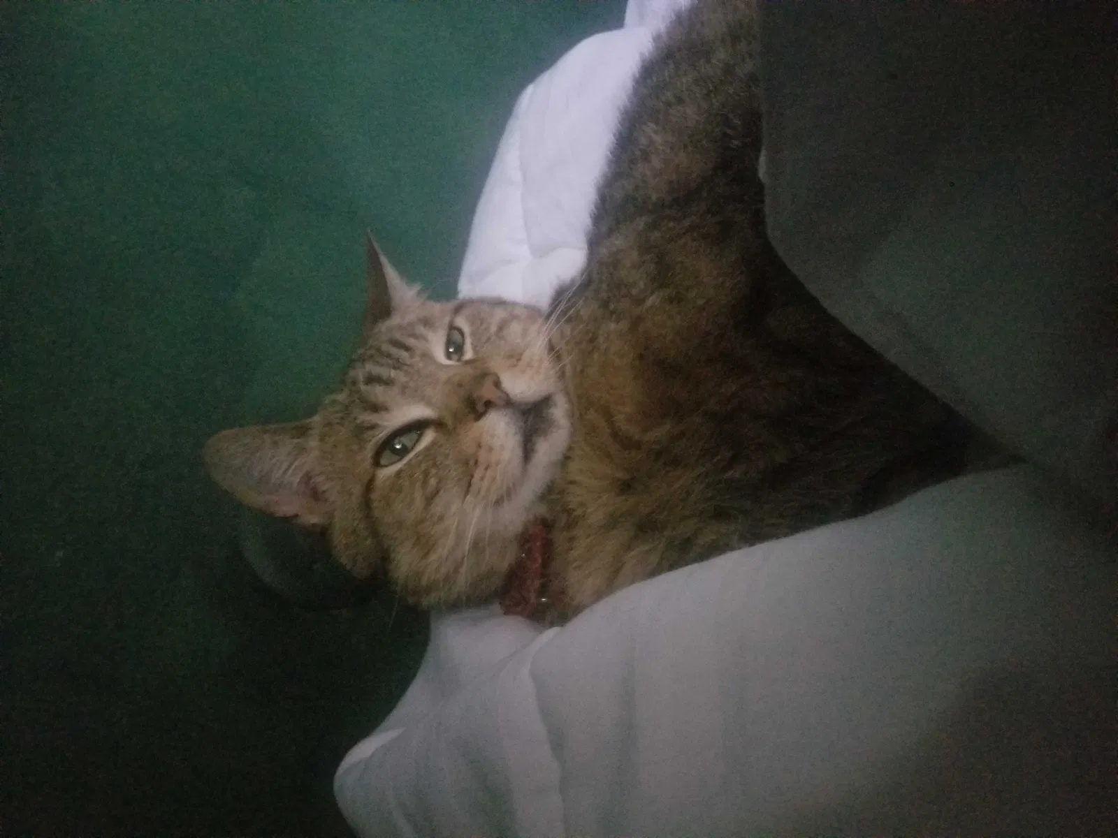 Lost cat in Dallas, TX, 75206