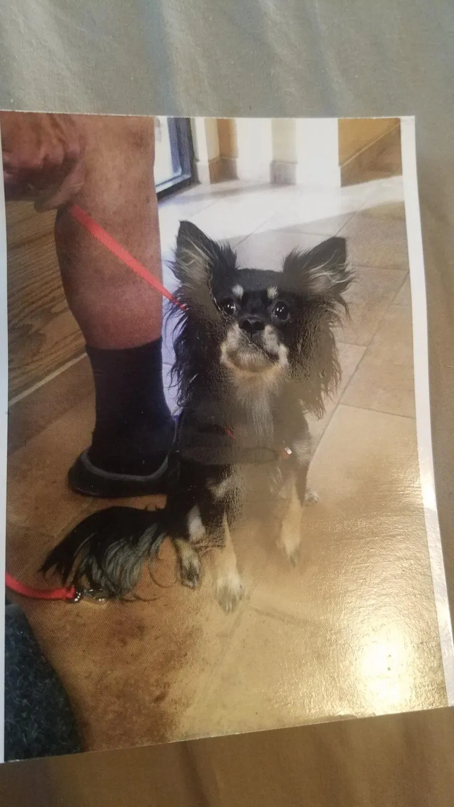 Lost dog in Albuquerque, NM, 87121