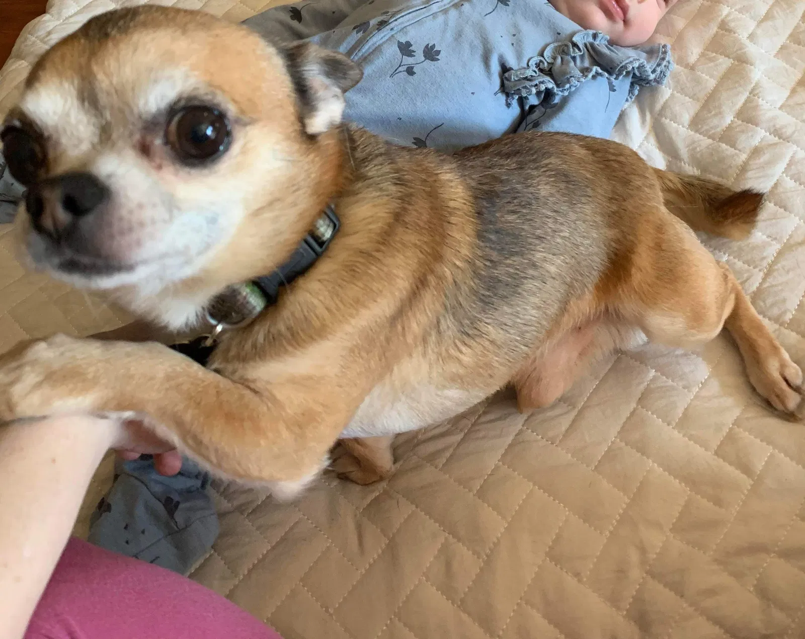 Lost dog in Fort Knox, KY, 40121