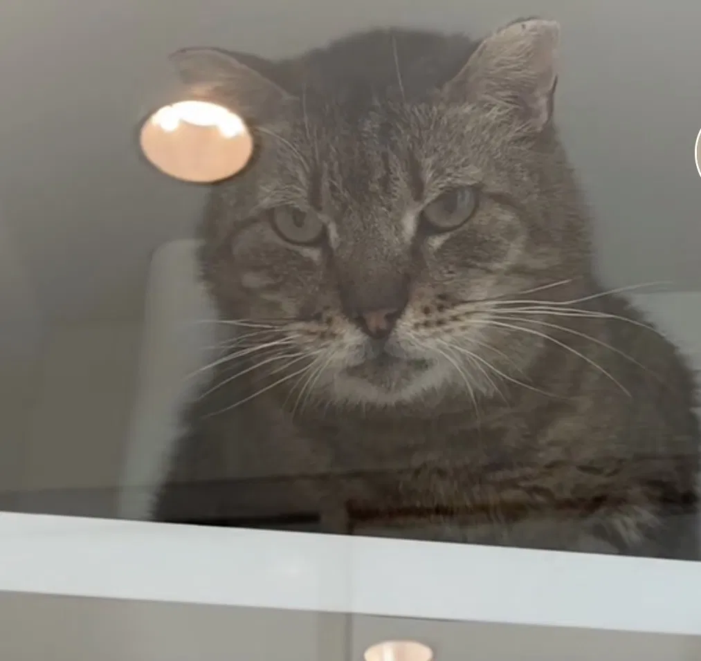 Lost cat in Oak Lawn, IL, 60453