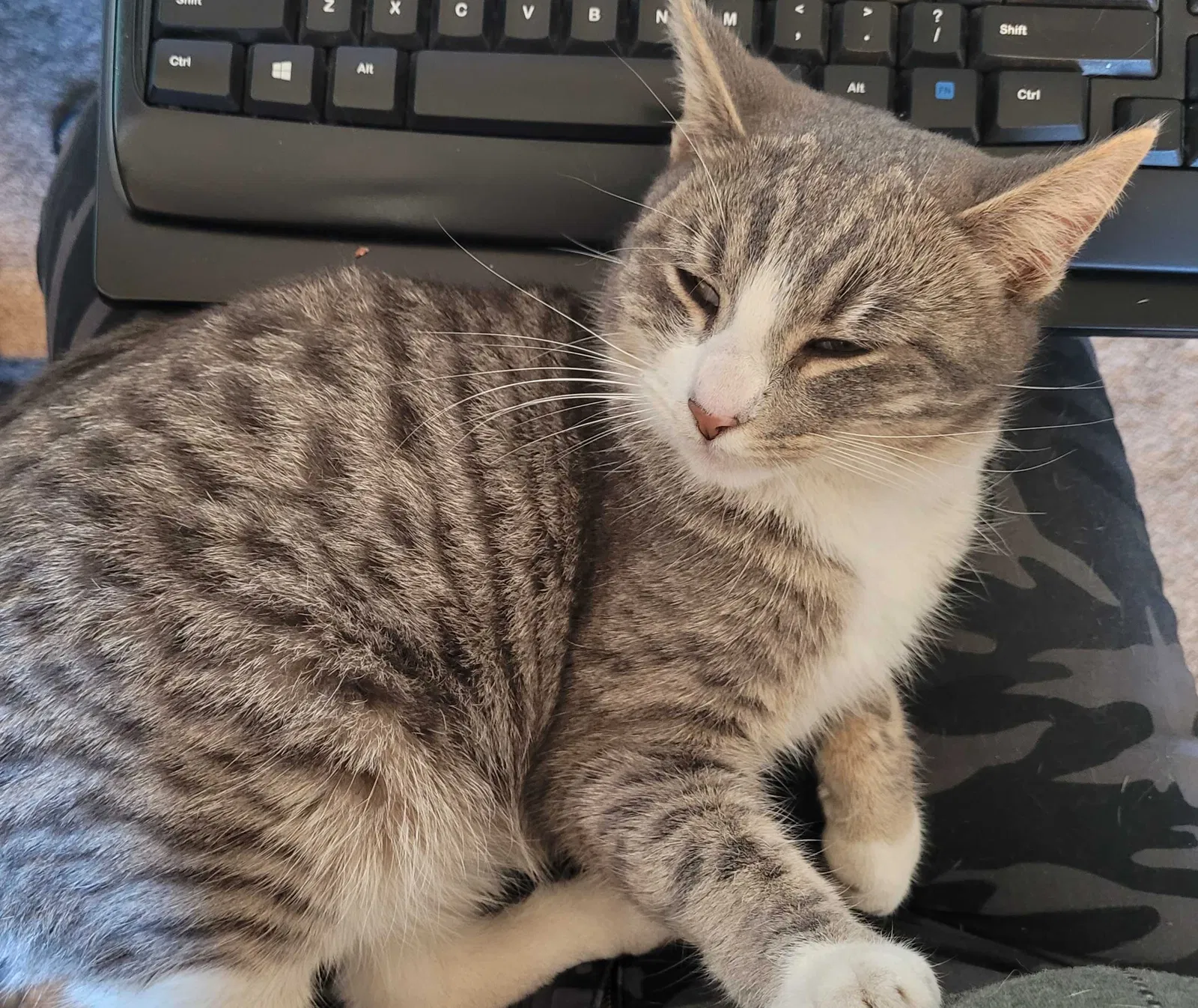 Lost cat in Sacramento, CA, 95834