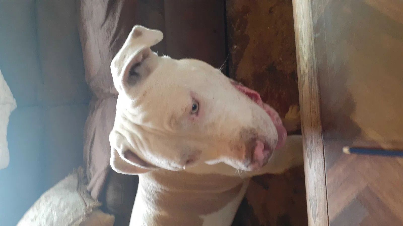 Found dog in Escondido, CA, 92025
