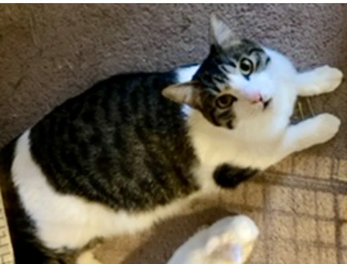 Lost cat in Commerce City, CO, 80022