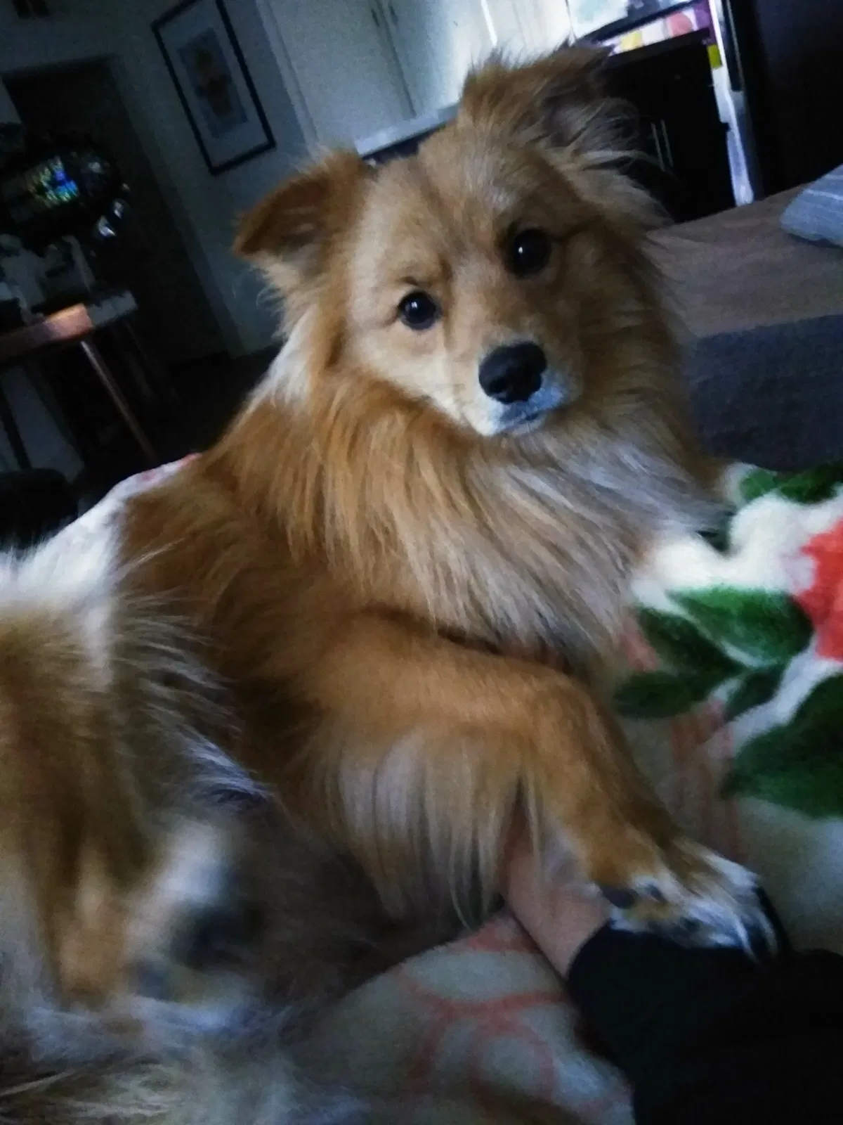 Lost dog in Riverside, CA, 92503