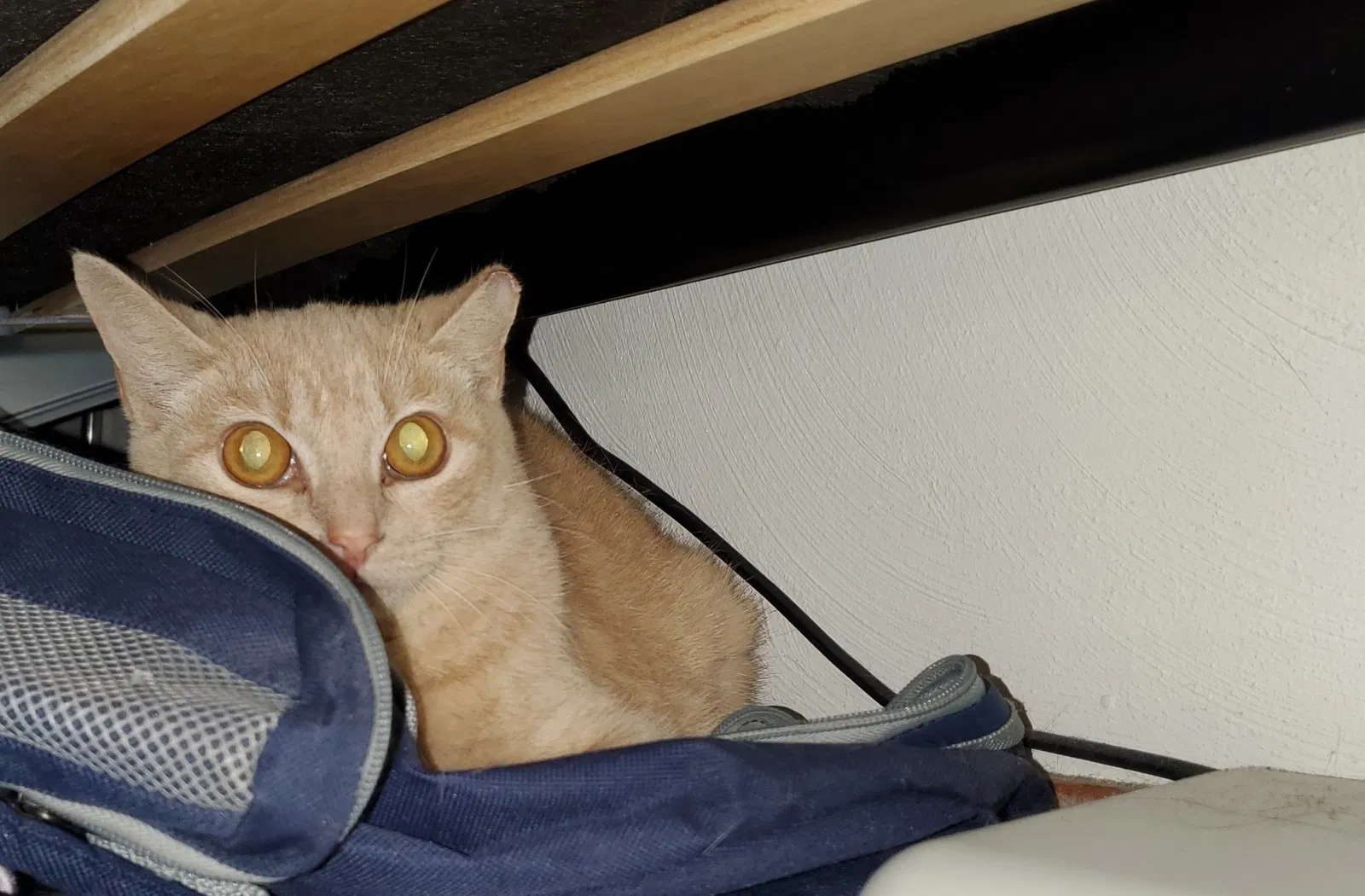 Lost cat in Yorktown, VA, 23692