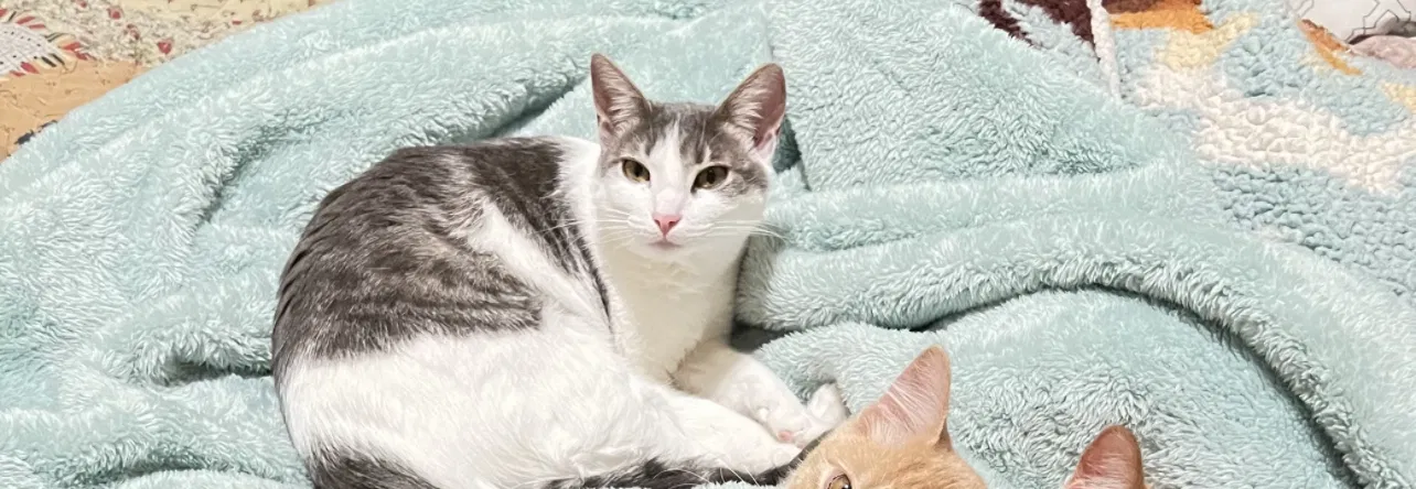 Lost cat in Sacramento, CA, 95826