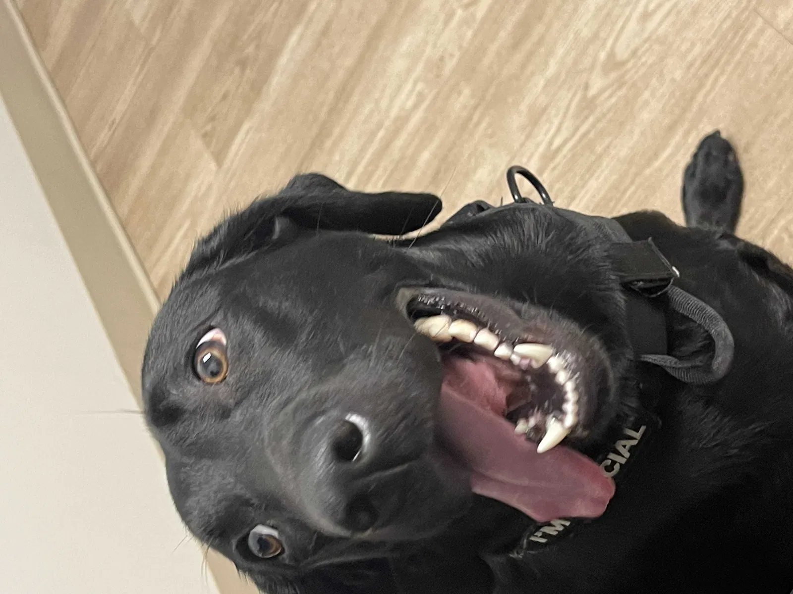 Lost dog in Marcus Hook, PA, 19061