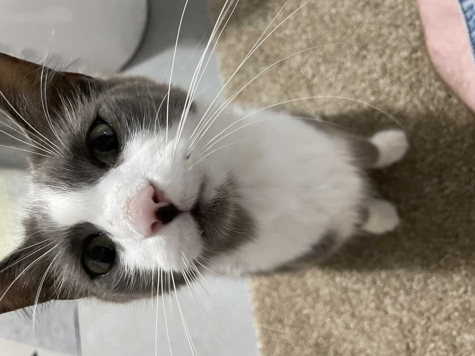 Lost cat in Lake Placid, FL, 33852