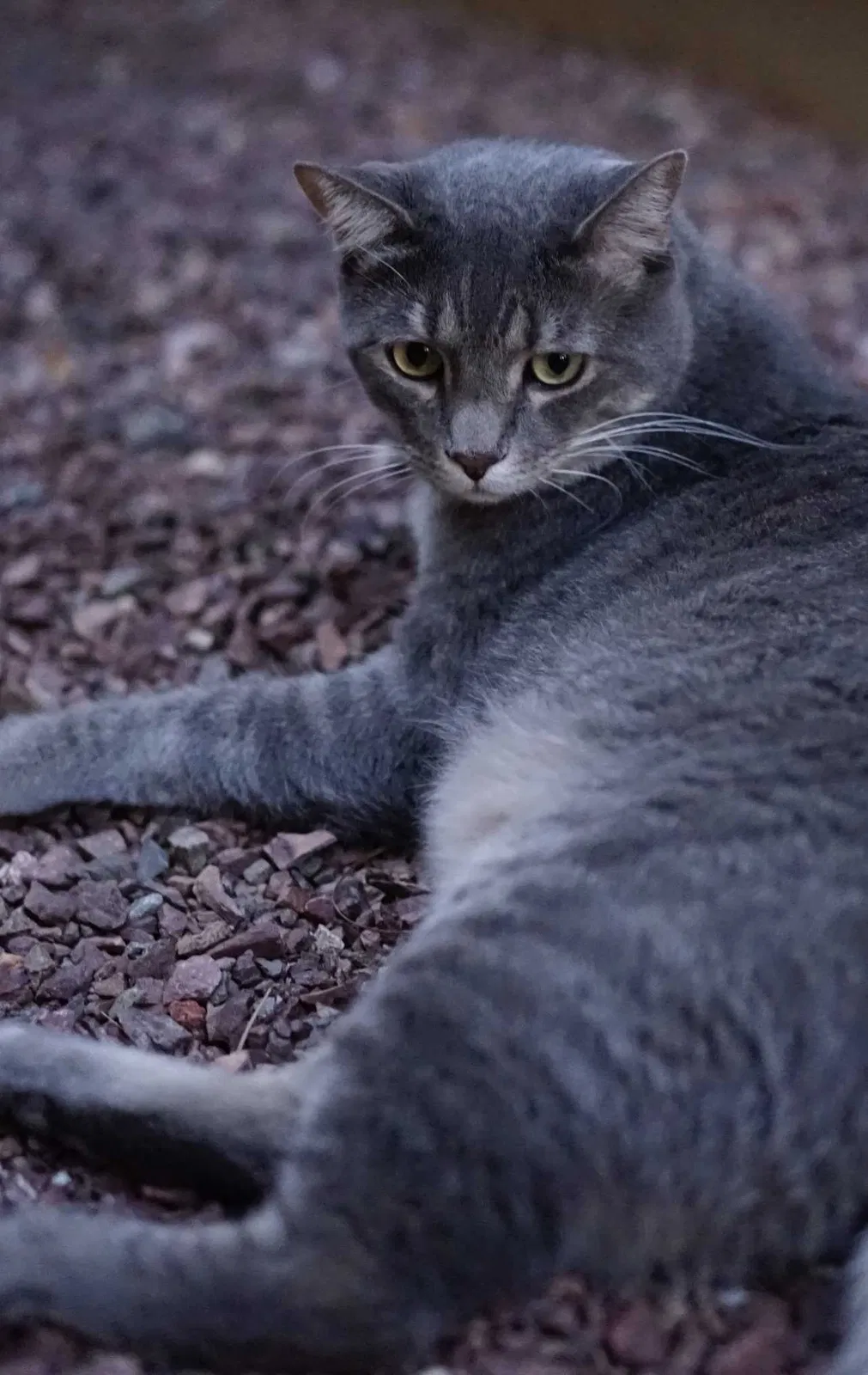 Lost cat in Gilbert, AZ, 85295