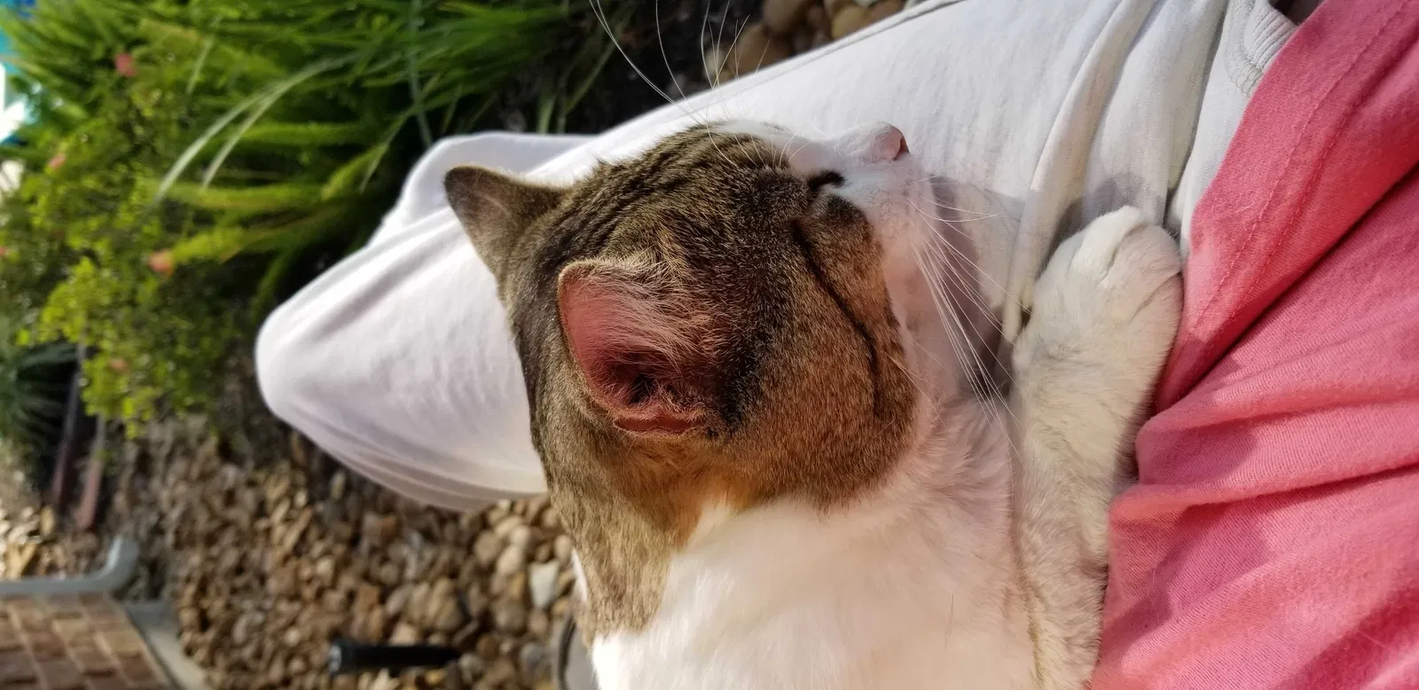 Lost cat in Kingwood, TX, 77339