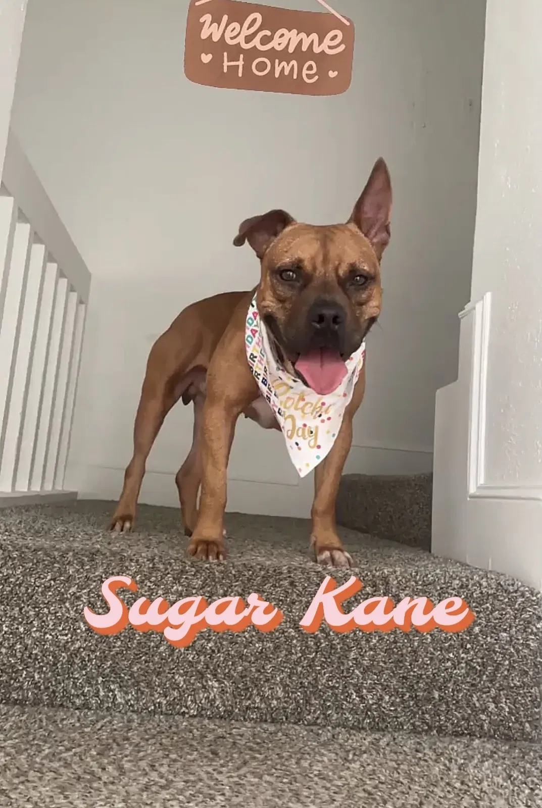 Lost dog in Denton, TX, 76205